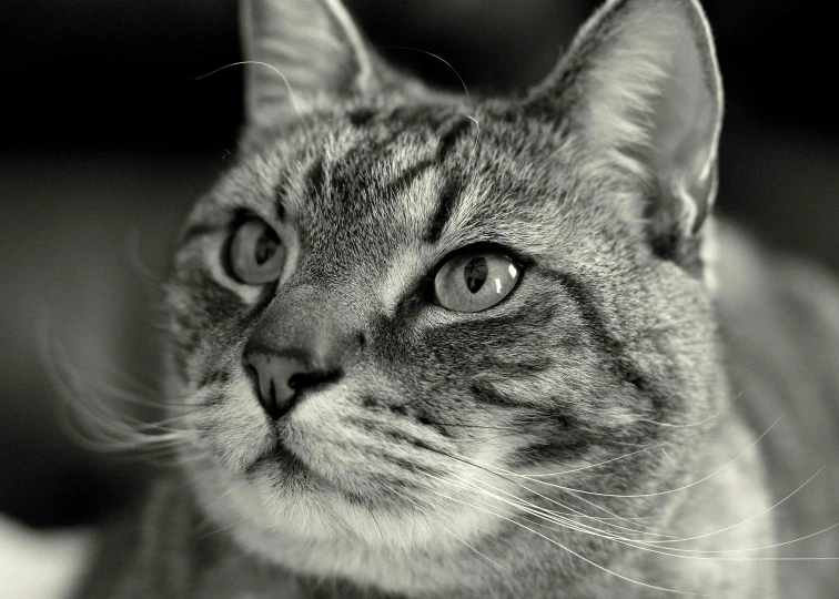 black and white image of a cat staring ahead