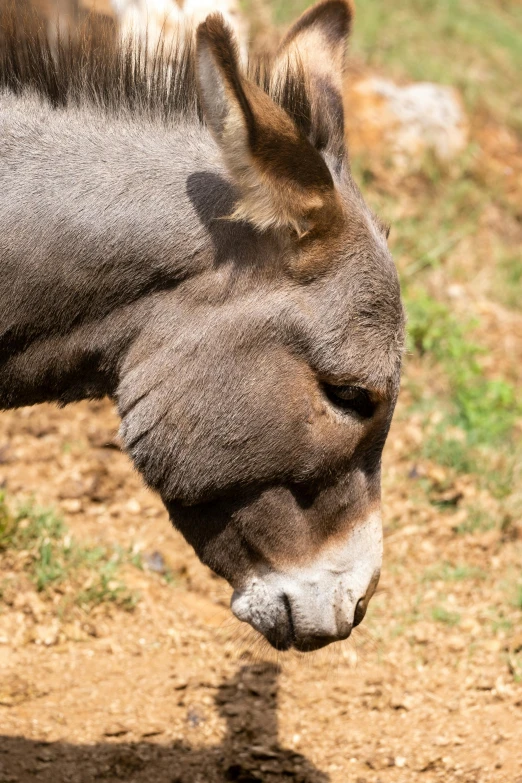 a close up of a ze on a dirt ground