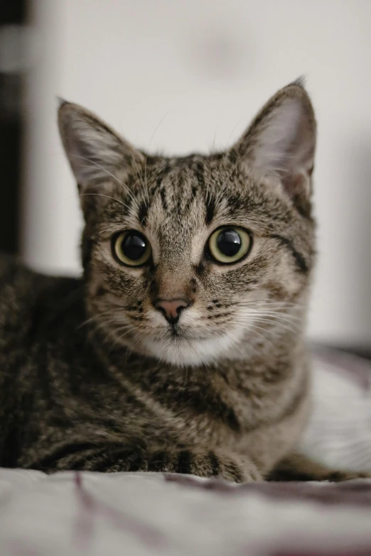 a cat lying on top of a white comforter