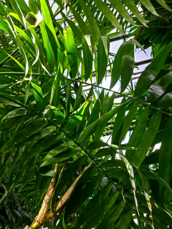 an image of a close up view of a banana tree