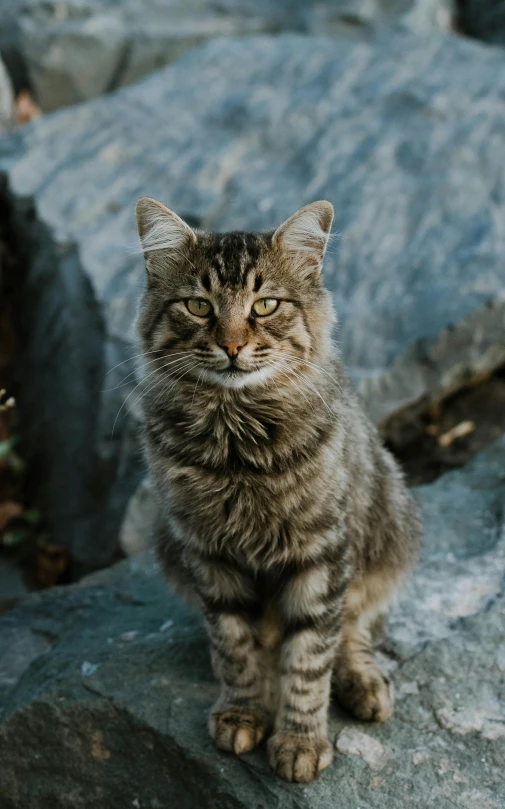 this is a cat sitting on a rock