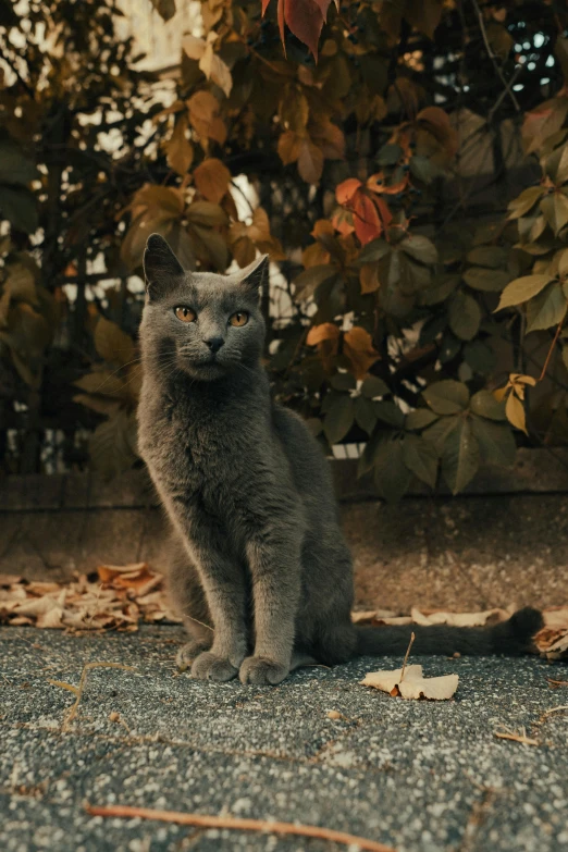 a gray cat is sitting on the cement outside