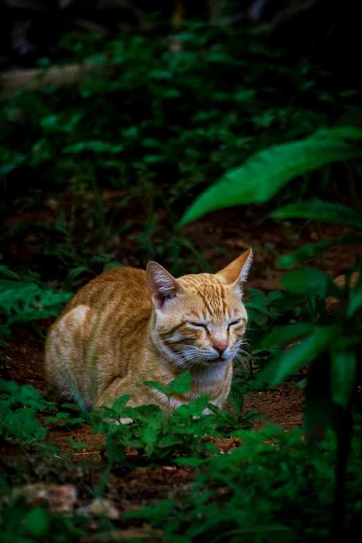 a small orange cat with his eyes closed in the forest