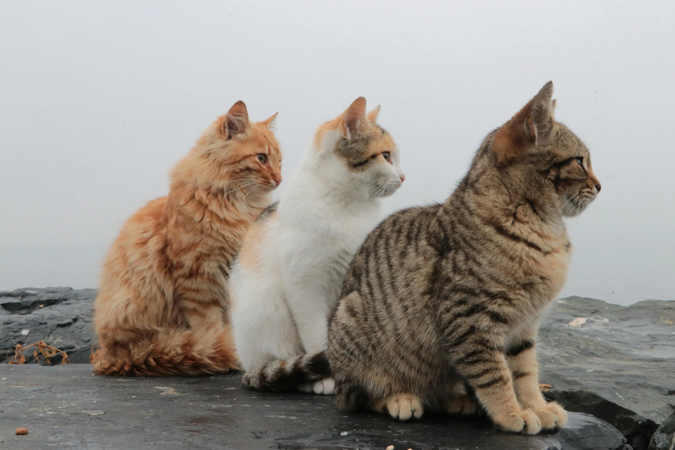 three cats sit side by side on rocks