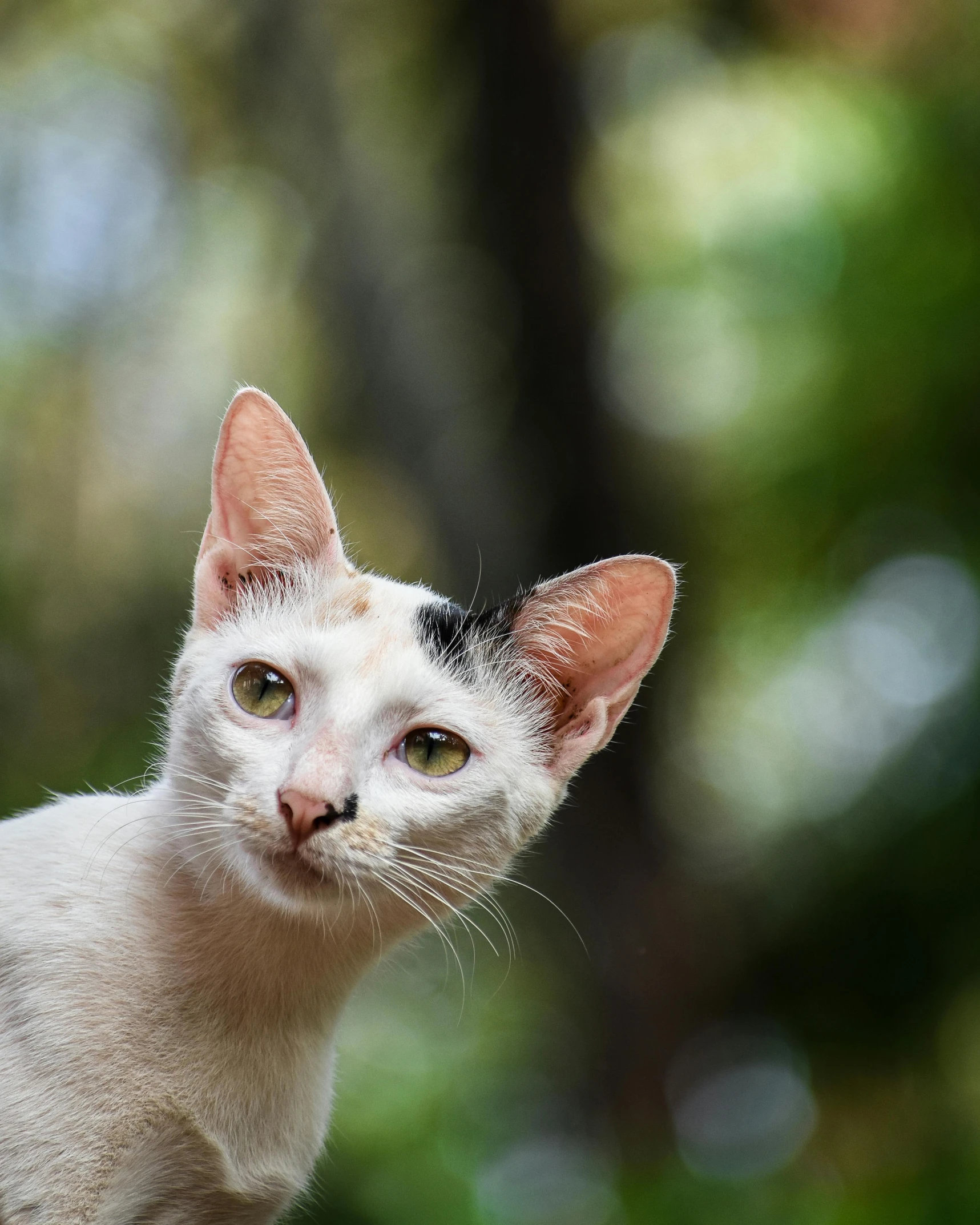 a kitten looks intently while standing on a rock