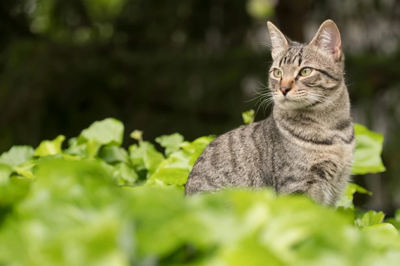 a cat sitting in the middle of a garden