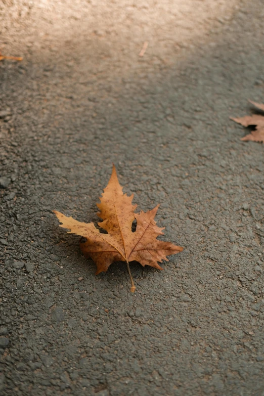 the fallen maple leaf is laying on the sidewalk