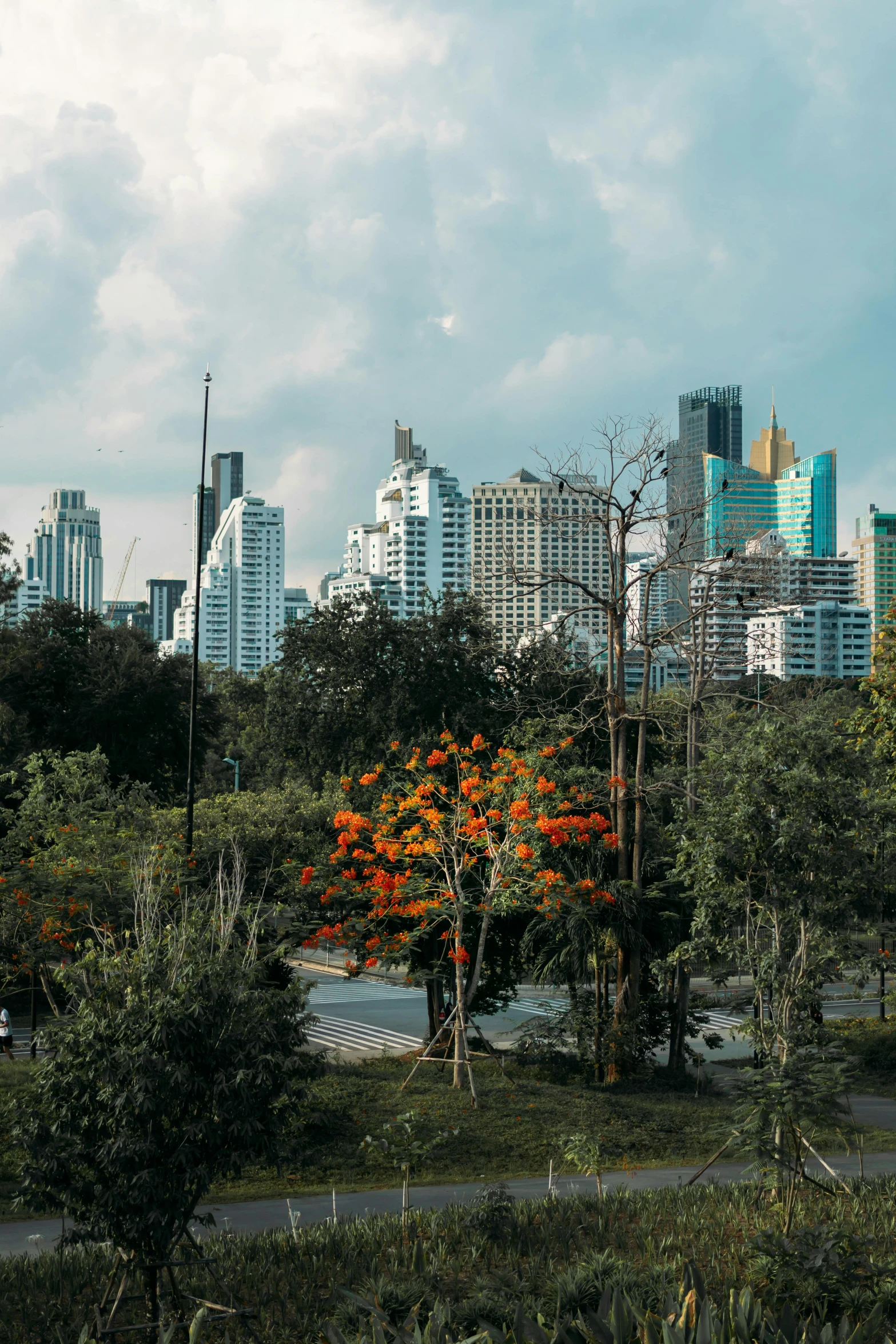 trees and orange flowers in an open park