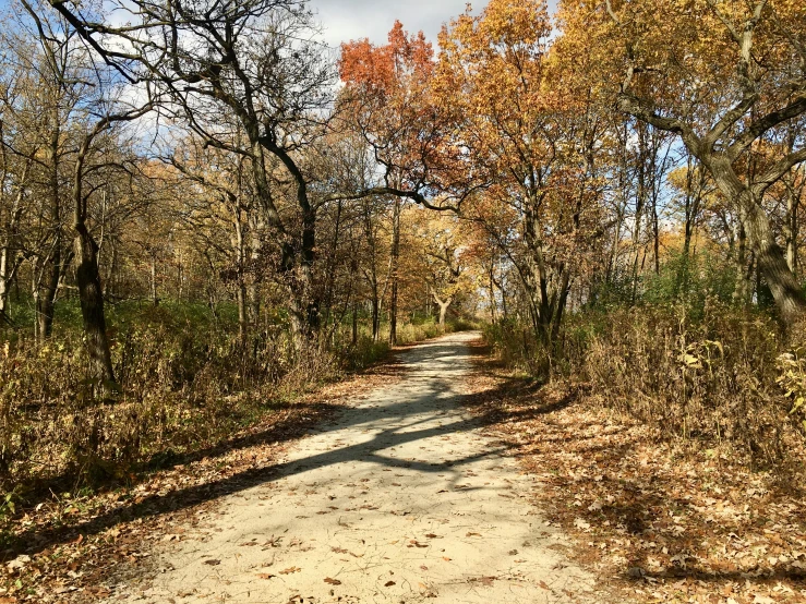 a road with trees lining both sides of it