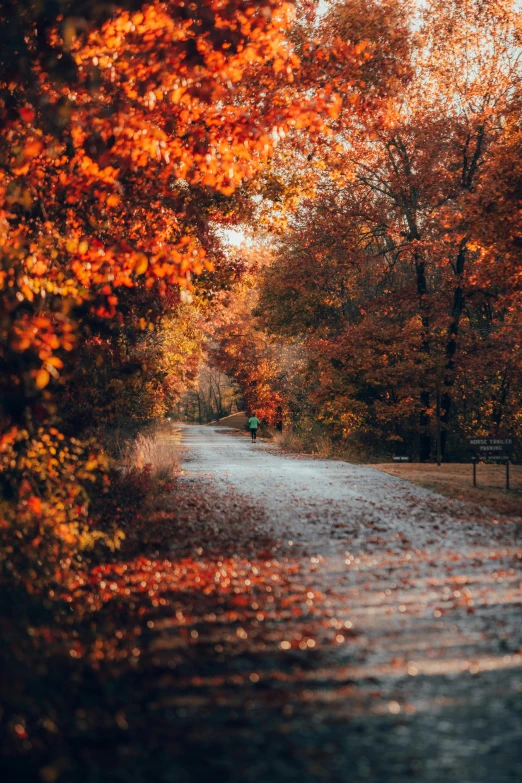 an empty path surrounded by colorful trees in the fall
