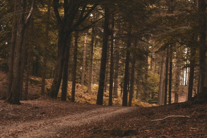 the dirt road in the woods has trees in it