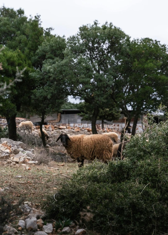 a herd of sheep standing next to a forest