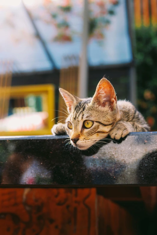 a kitten is laying on a ledge outside