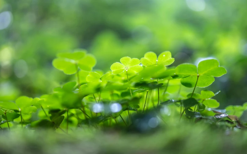 green clovers that are growing from the grass