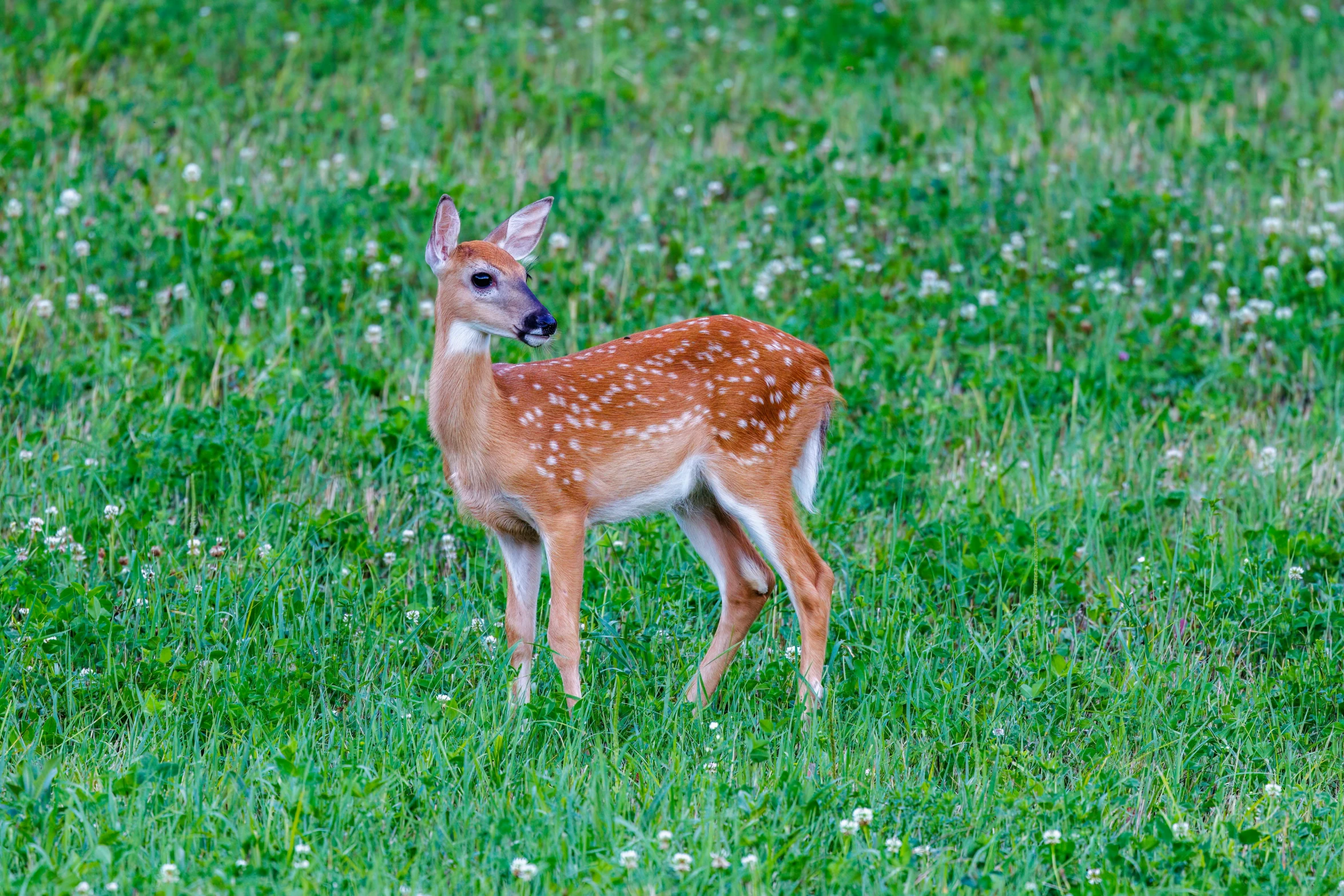 a deer is standing on the grass alone