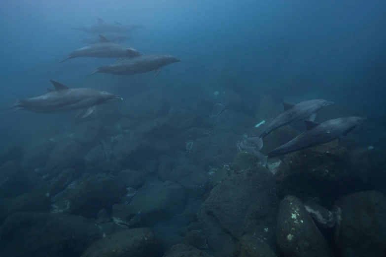 the bottom half of several dolphins swimming in the water