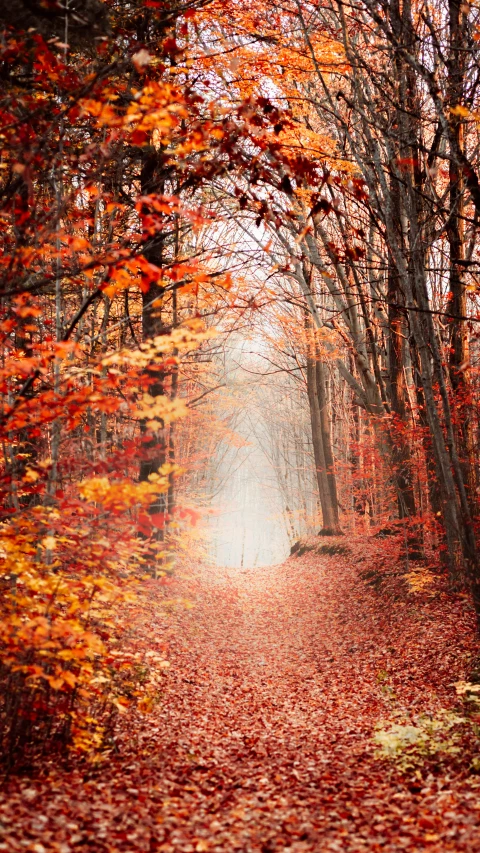 an open path through the forest covered in autumn leaves