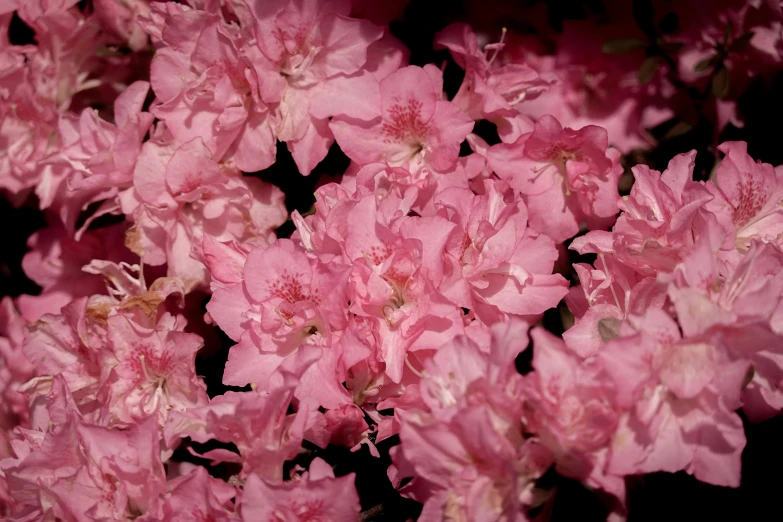 some pink flowers with one in the middle