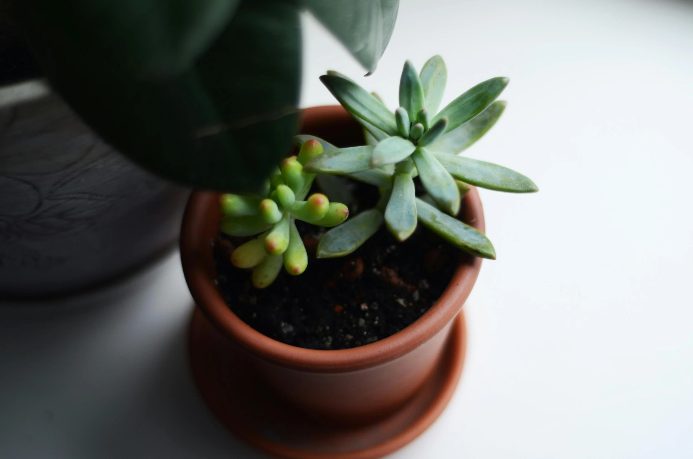 small green plants sit in a brown pot