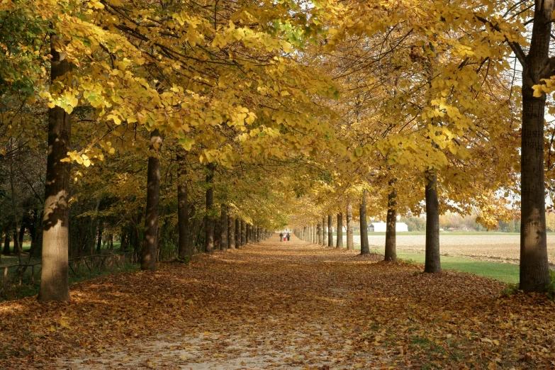 a pathway is lined by lots of colorful leaves