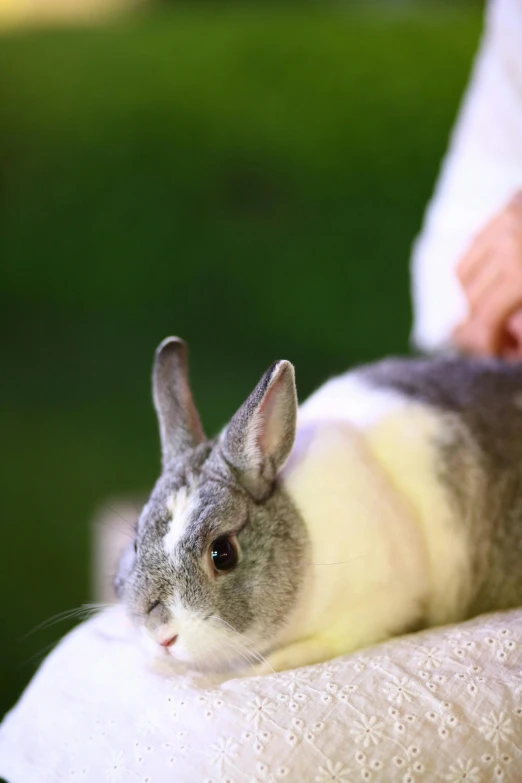 an adorable gray and white rabbit sitting on top of a white blanket