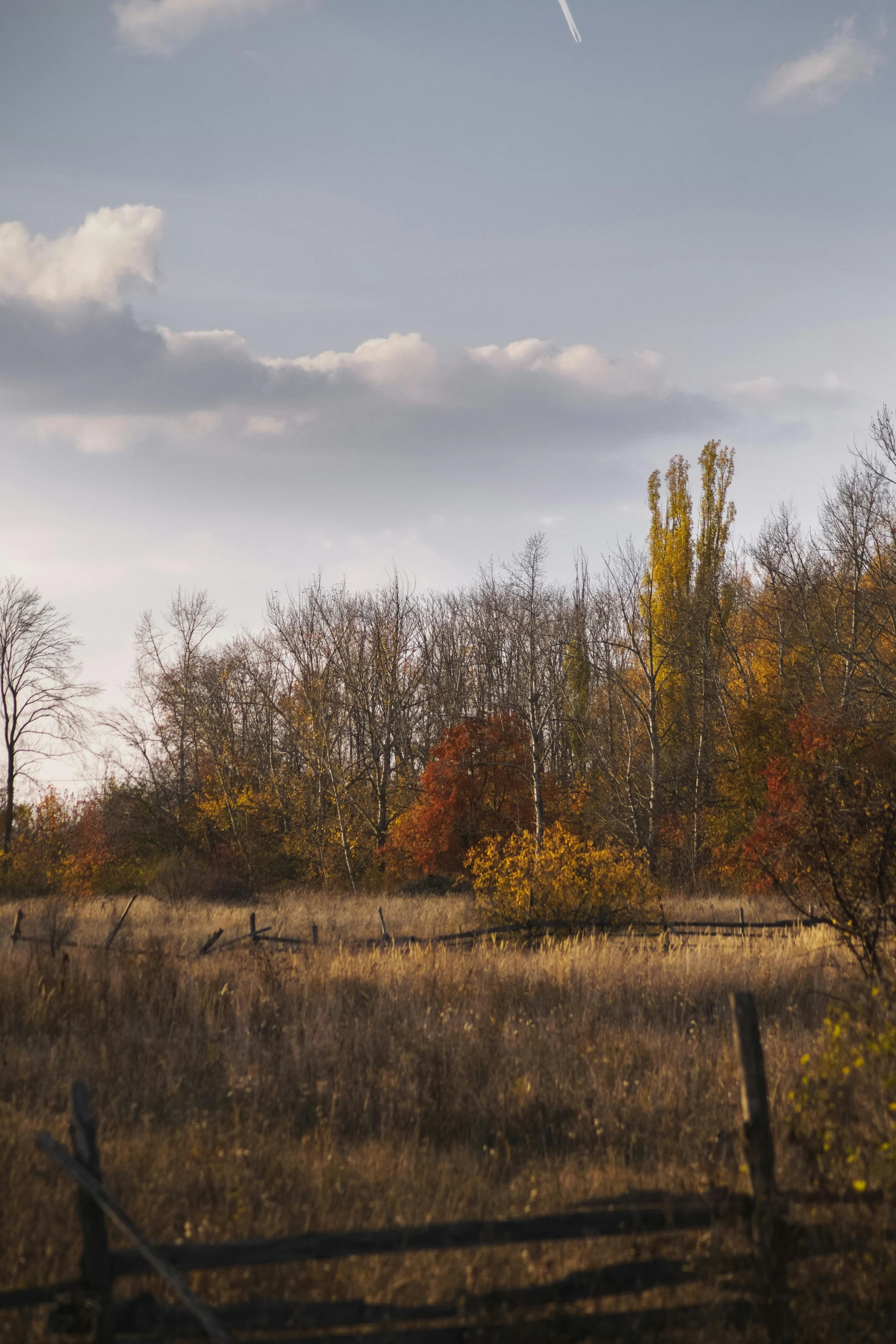 a landscape view of an empty pasture with trees in the background