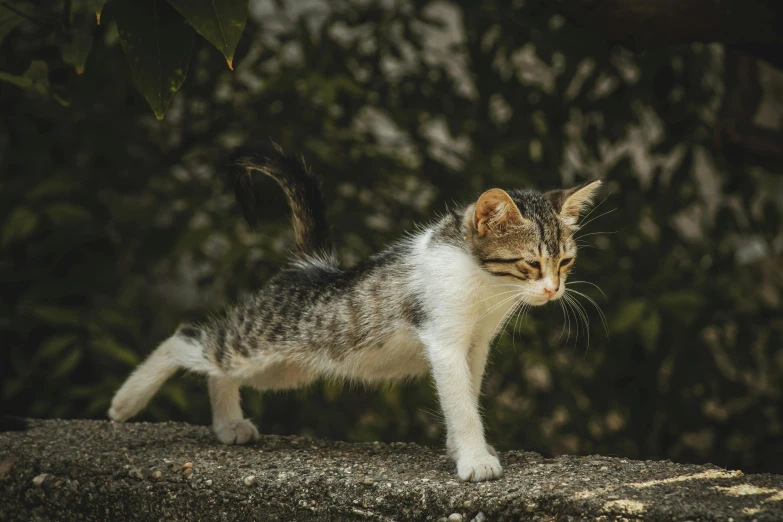 a young cat walking on some rocks