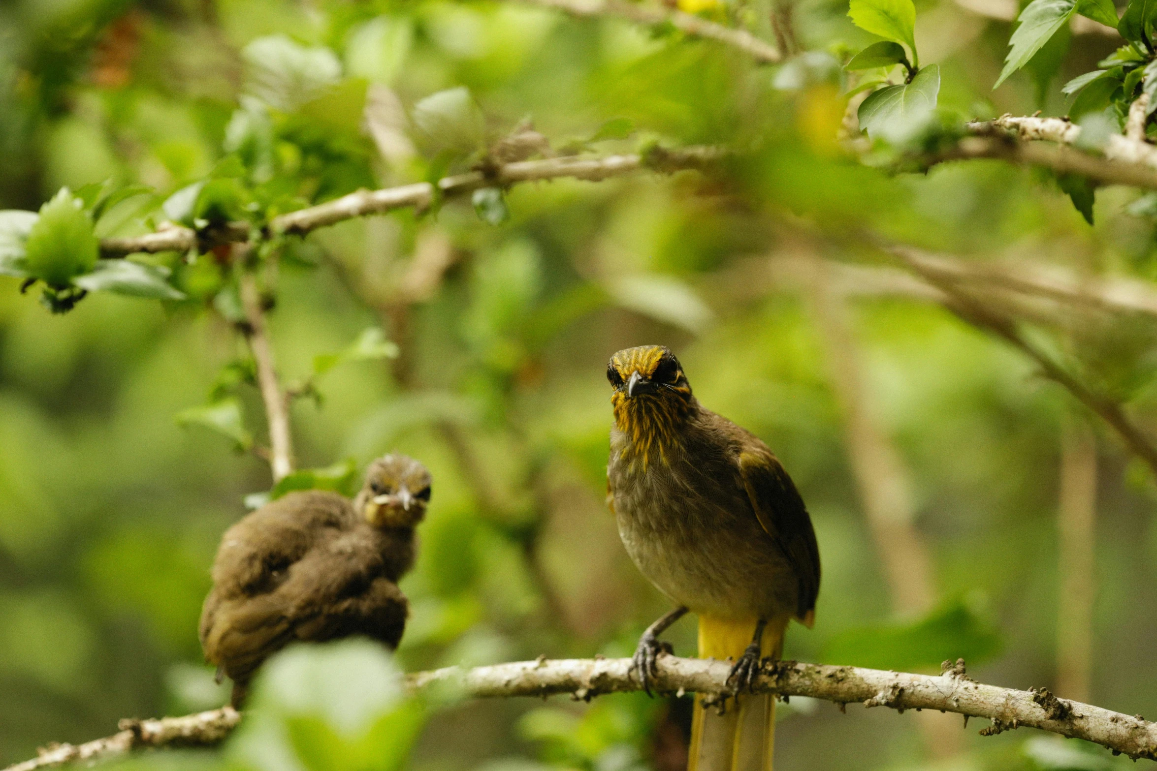 two birds sitting on a nch in the forest