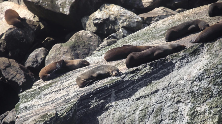 sea lions lounging on large rocks near the ocean