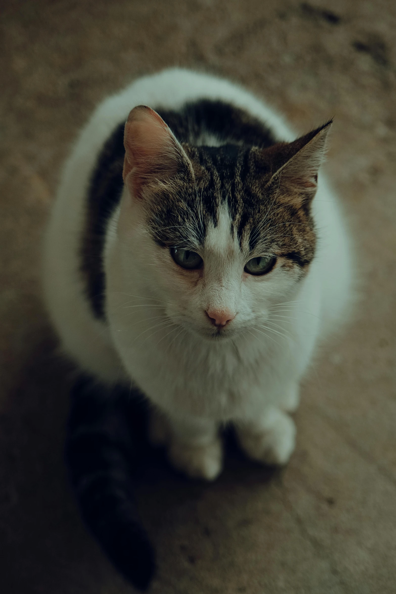 a white, grey and black cat sitting in a room