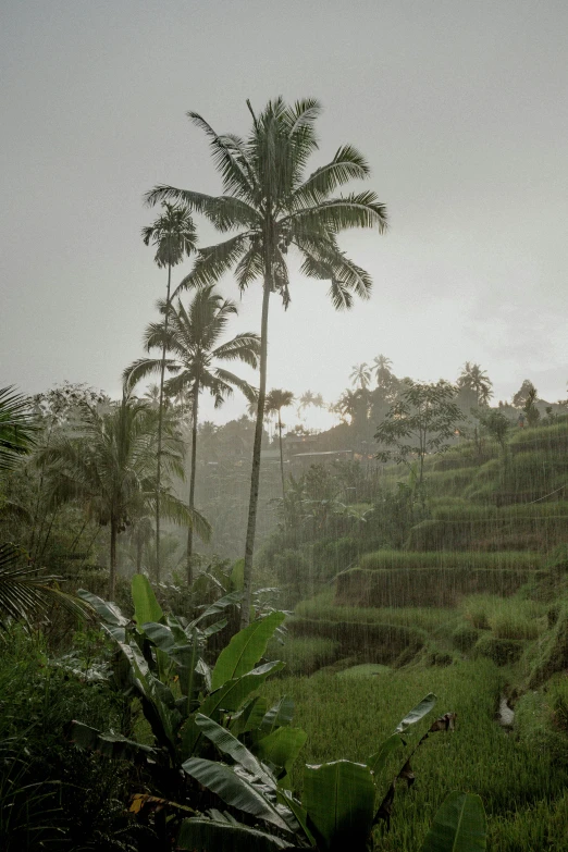 a tropical forest is seen through the rain