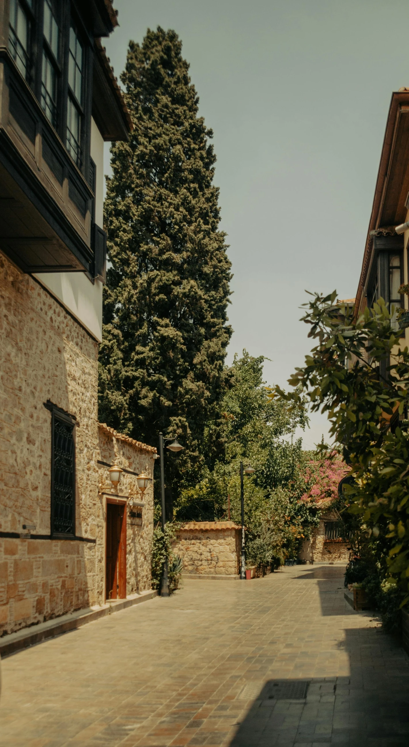 a road that has trees and buildings on both sides