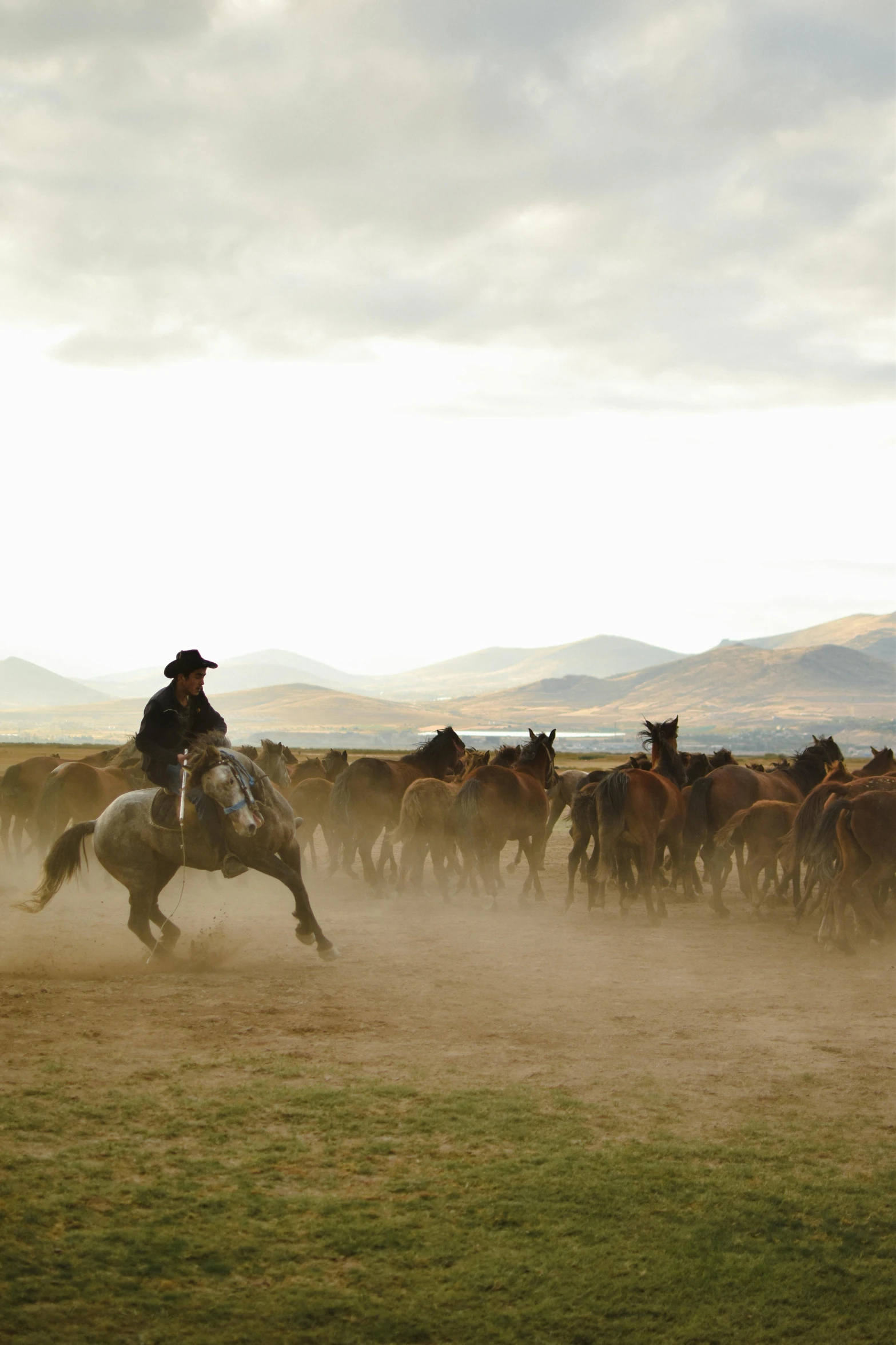 a herd of cattle walking through the dirt near a man riding on a horse