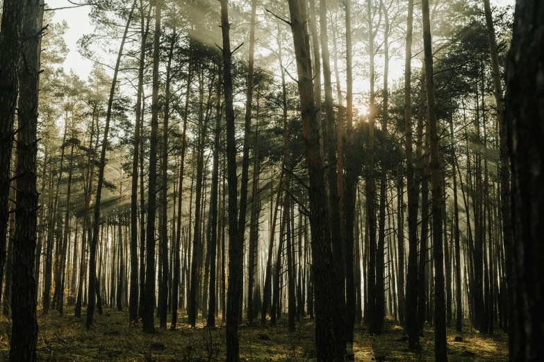 sunbeams shine through a dense wooded area