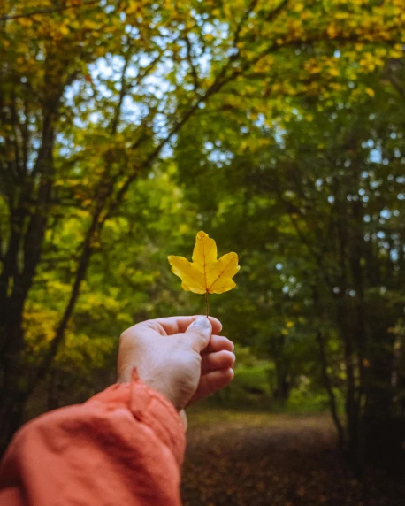 a person holding a yellow leaf in front of trees