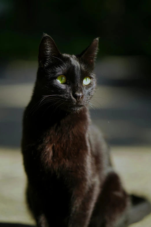 a dark colored cat has green eyes and is sitting outside