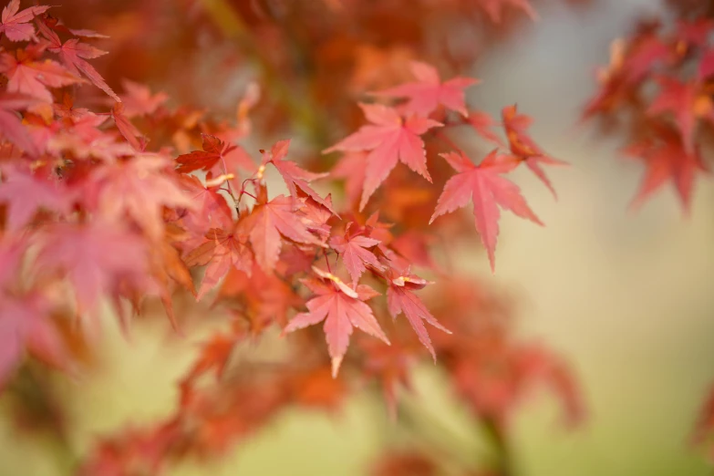 a closeup view of a red and yellow leaf