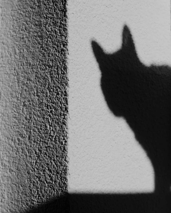 a black and white pograph of a cat on the side of a building