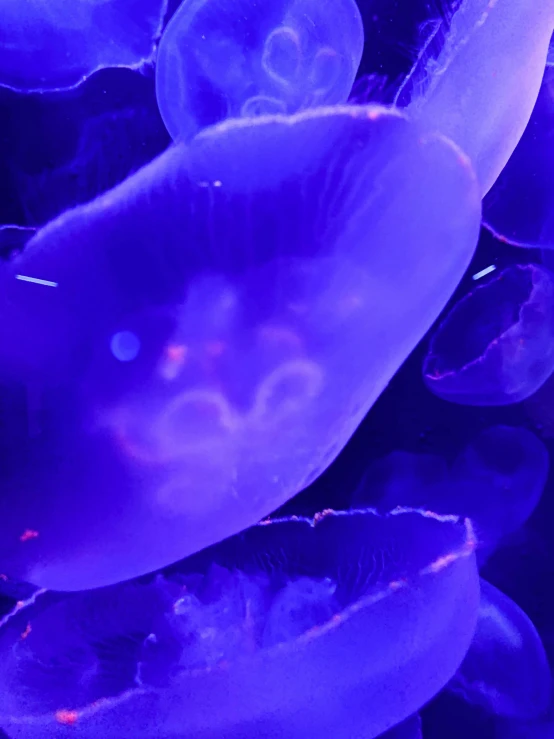 a purple background with several jellyfish in it