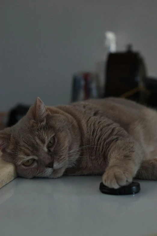 a cat laying down on the counter top next to a remote control