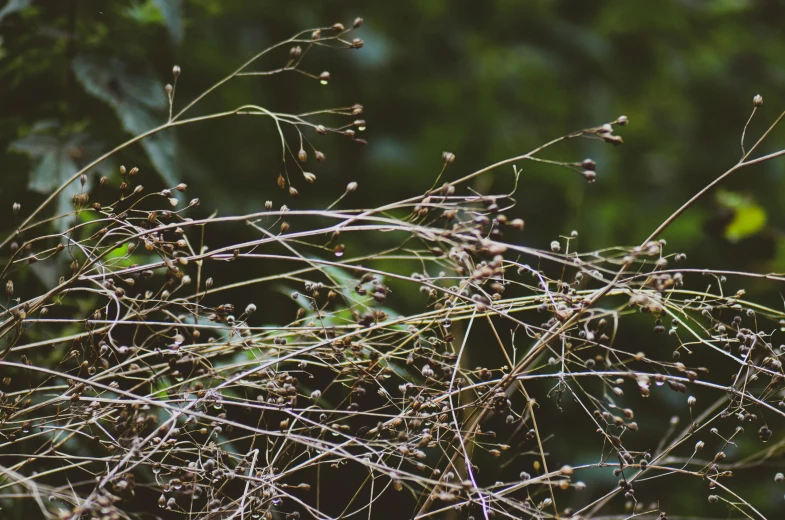 a plant with thin stems with some tiny berries on it