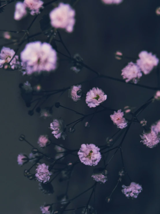 a group of pink flowers in black and white background