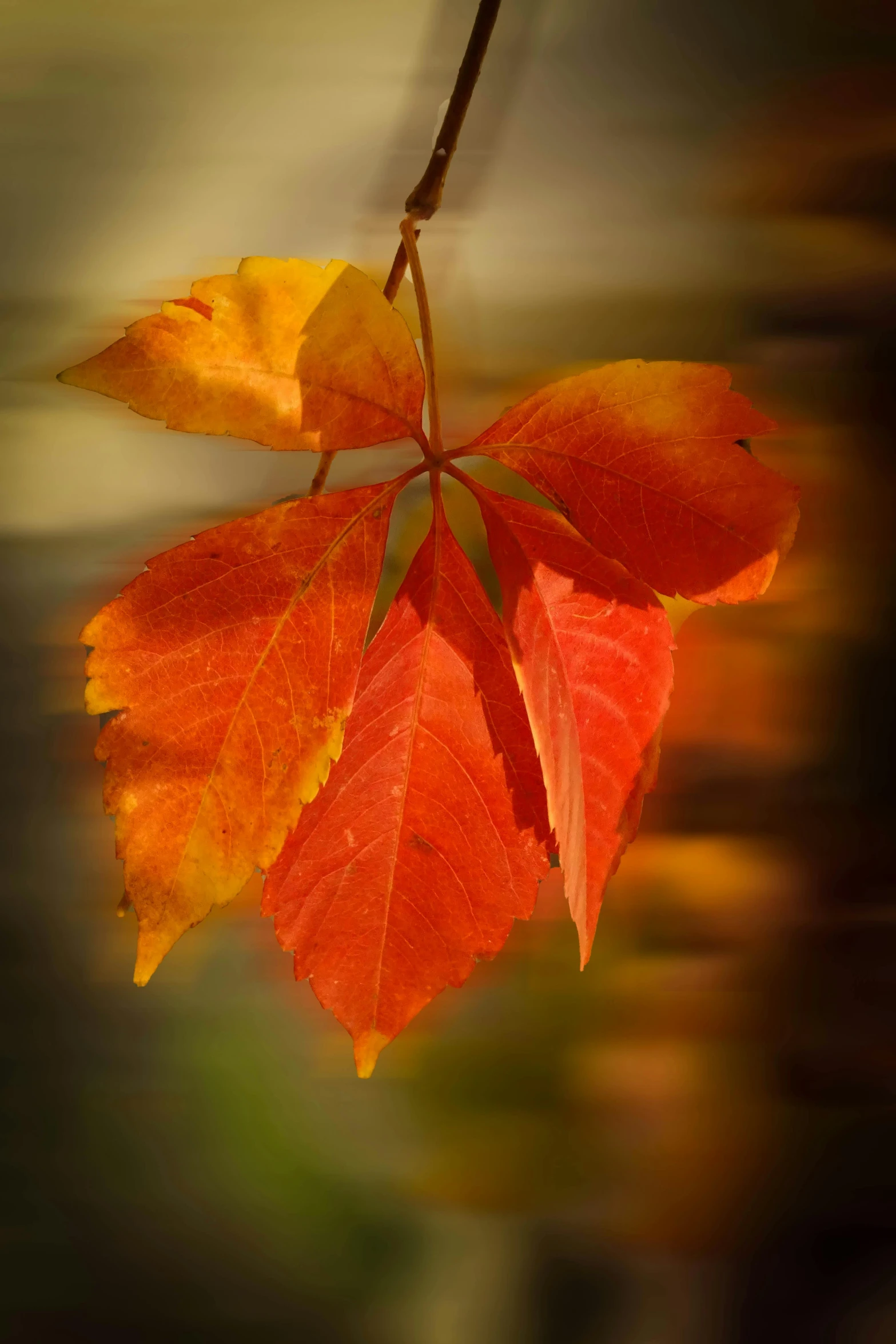 a fall leaf is hanging on the tree