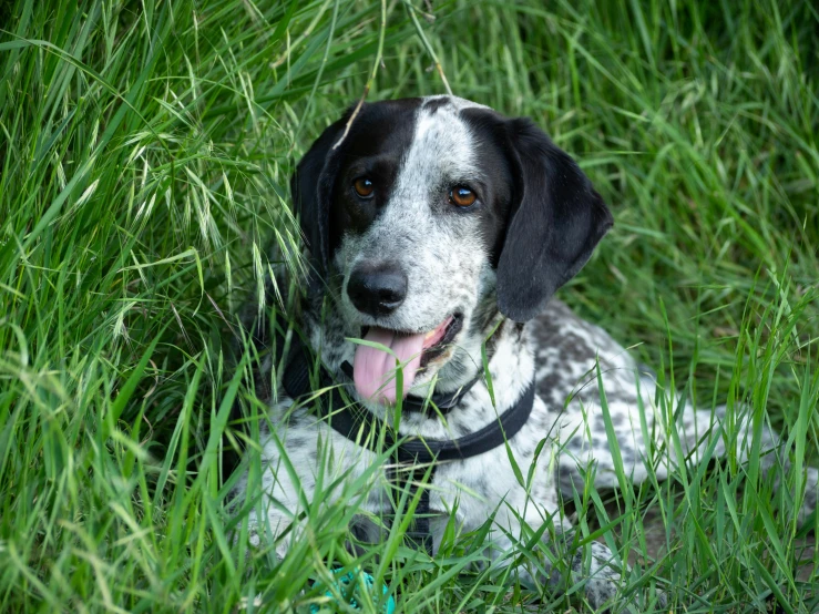 a close up of a dog laying in the grass