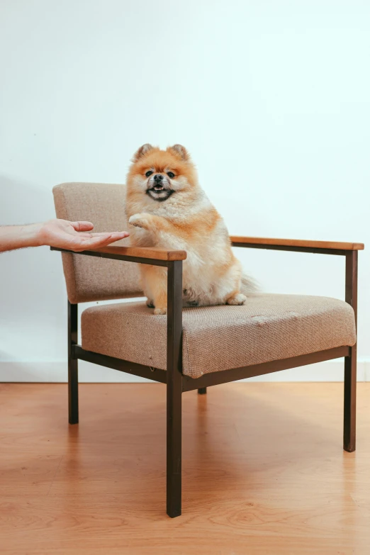 a dog sitting on the edge of a chair with its paws up