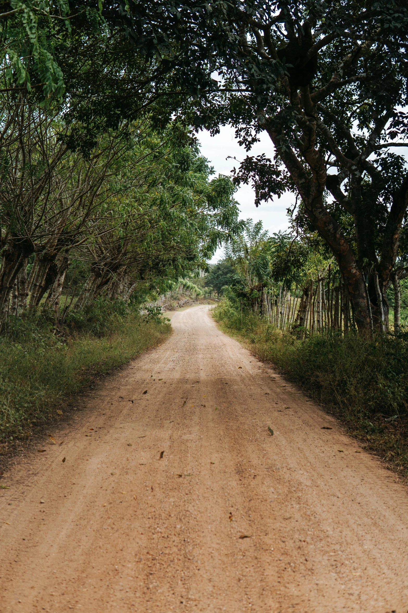 a dirt road with several trees overhanging the dirt