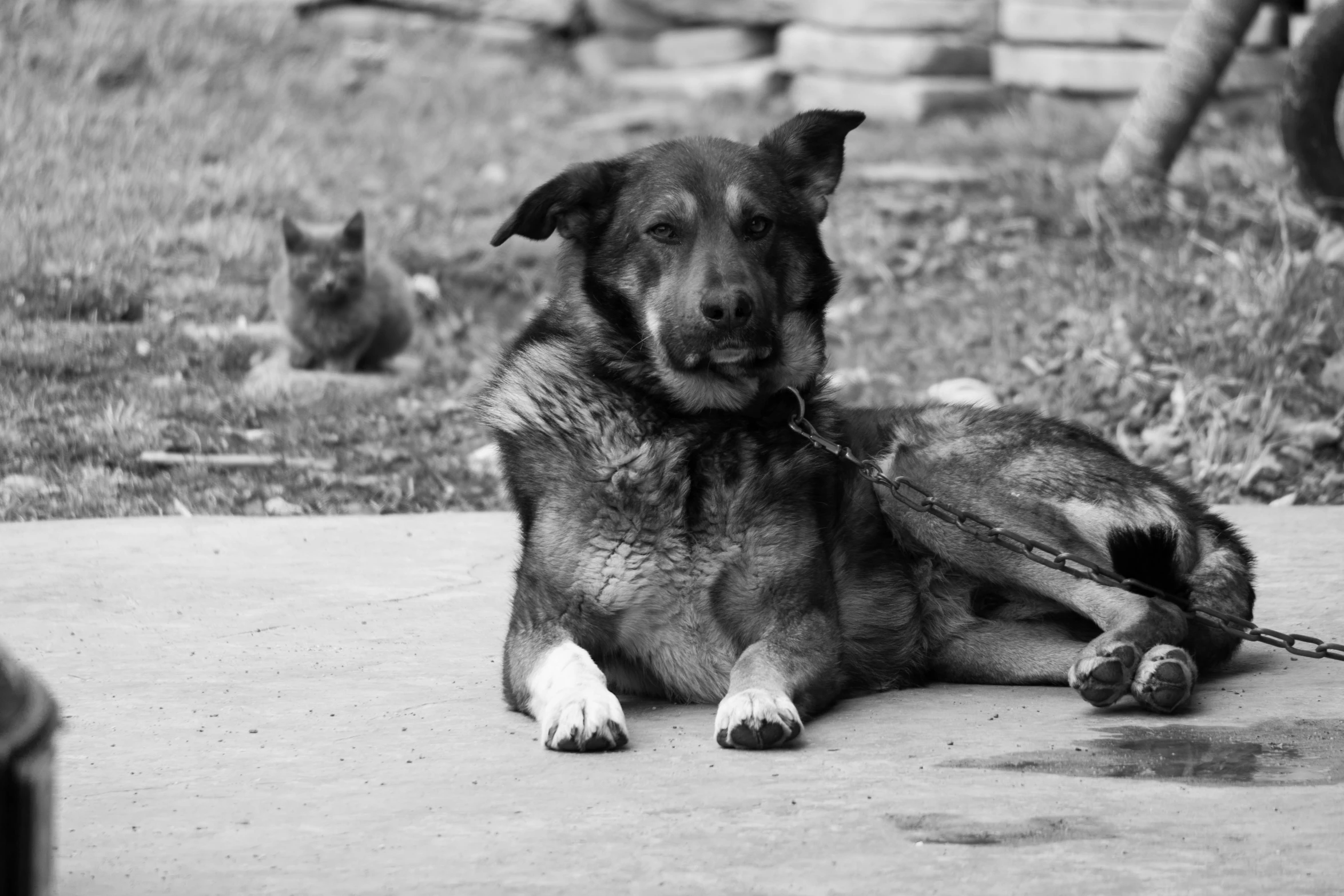 a dog laying on a cement ground outside