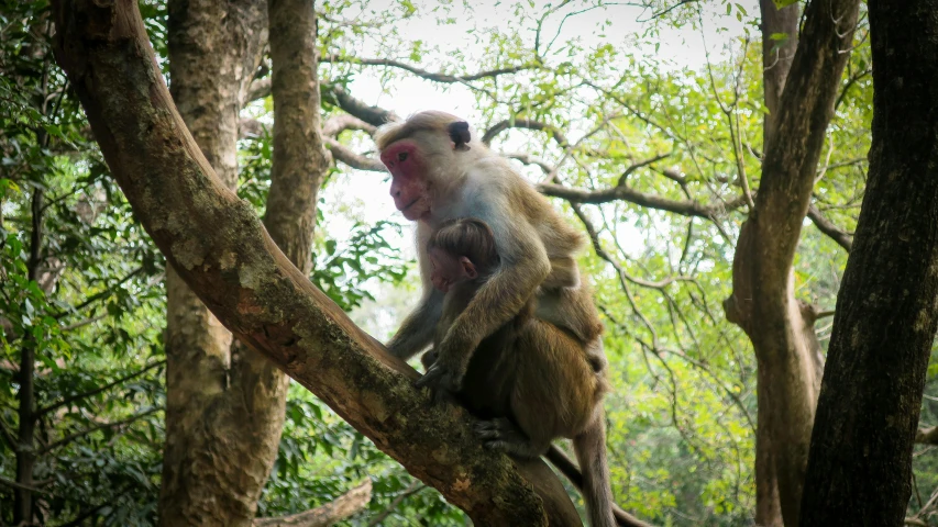 a monkey sits in a tree as another looks on