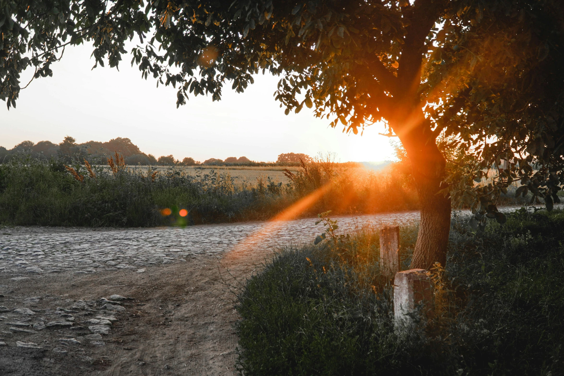 sun flares through the trees on a road