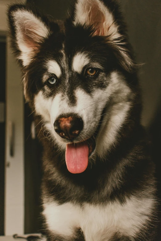 a close up of a dog with it's tongue out